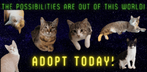 Adopt Today!
