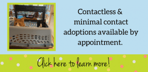 Contactless adoptions available
