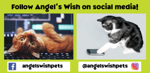 Angel's Wish social media handles