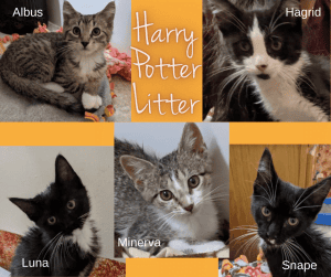 Harry Potter Litter